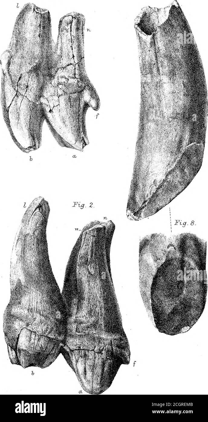 . Sur les mammifères fossiles de l'Australie. Partie III Diprotodon australis, Owen. Q. H. Fori. W^. Ouest irrtp. O-wtn^. TransMm^GJaS :,Flate XXXK. Fu). /, fig. 7.. Figure 5. Fig. 4. Banque D'Images