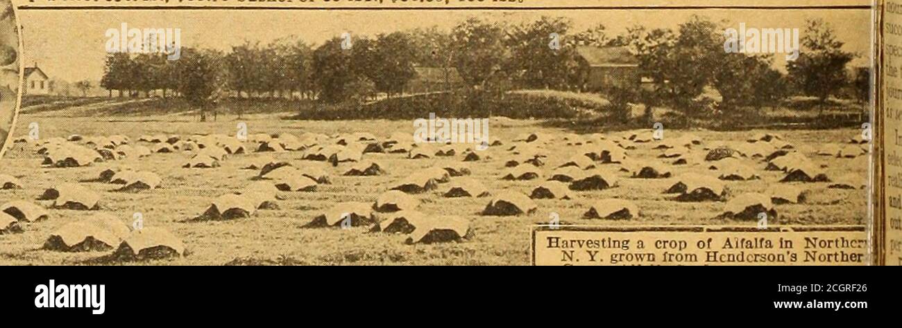 . Tout pour le jardin : 1920 . Hendersons luzerne du Nord luzerne de semence, ou LUCERNE. (Salive Medicago.) Une plante légumineuse semblable à un trèfle de grandes importanas une culture de foin et de fourrage, nutritif et riche en éléments protéiques. Il pousse de 2 à 5 pieds de haut et place jlroots 5, 10, 20, et parfois 30 pieds dans le sous-sol. Il faut une saison pour se mettre en place;|.après quoi il produit des récoltes énormes chaque année pendant de nombreuses années. 3 ou 4 boutures par saison, totalisant A4 à 6 tonnes de foin séché par acre, sont récoltées, selon les conditions et la localité. Il fait bien ball de bons sols riches (sauf hea Banque D'Images