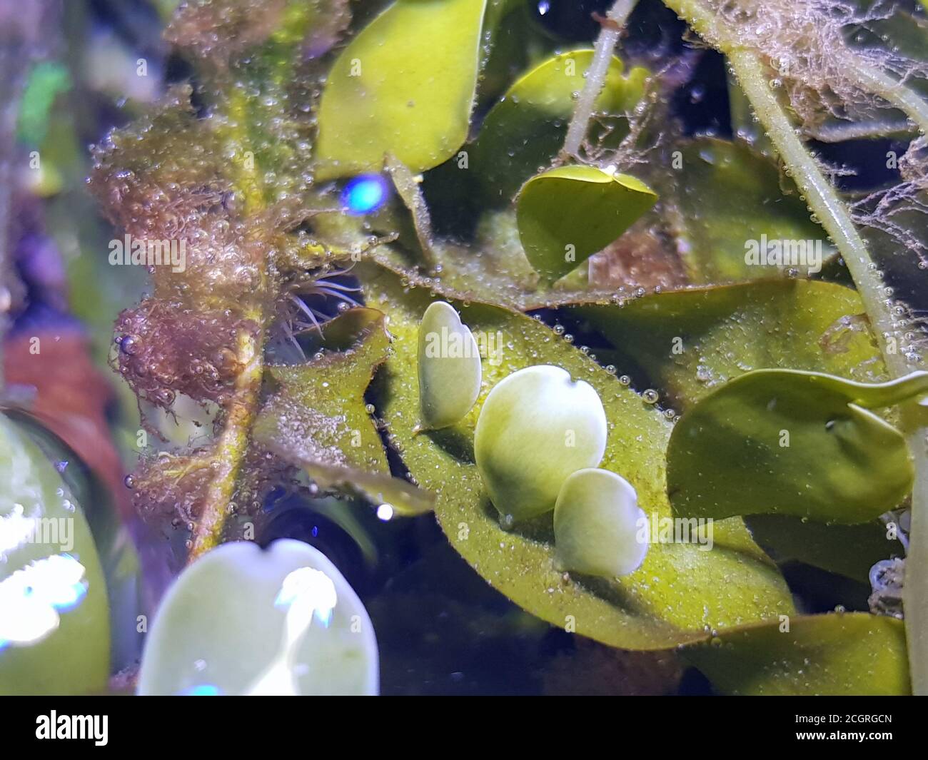 Caulerpa proliferera dans le système de refuge pour aquarium de récif de corail d'eau salée réservoir Banque D'Images