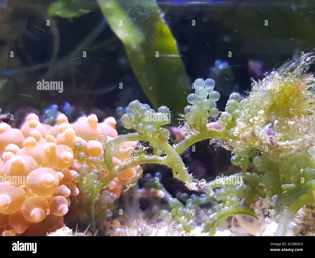 Caulerpa racemosa dans le système de refuge pour aquarium de récif de corail d'eau salée réservoir Banque D'Images