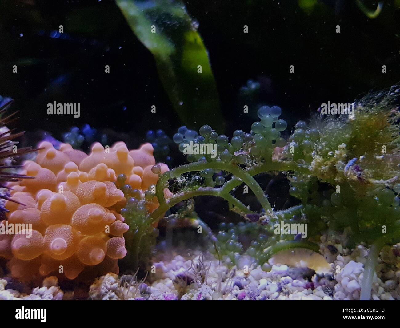 Caulerpa racemosa dans le système de refuge pour aquarium de récif de corail d'eau salée réservoir Banque D'Images