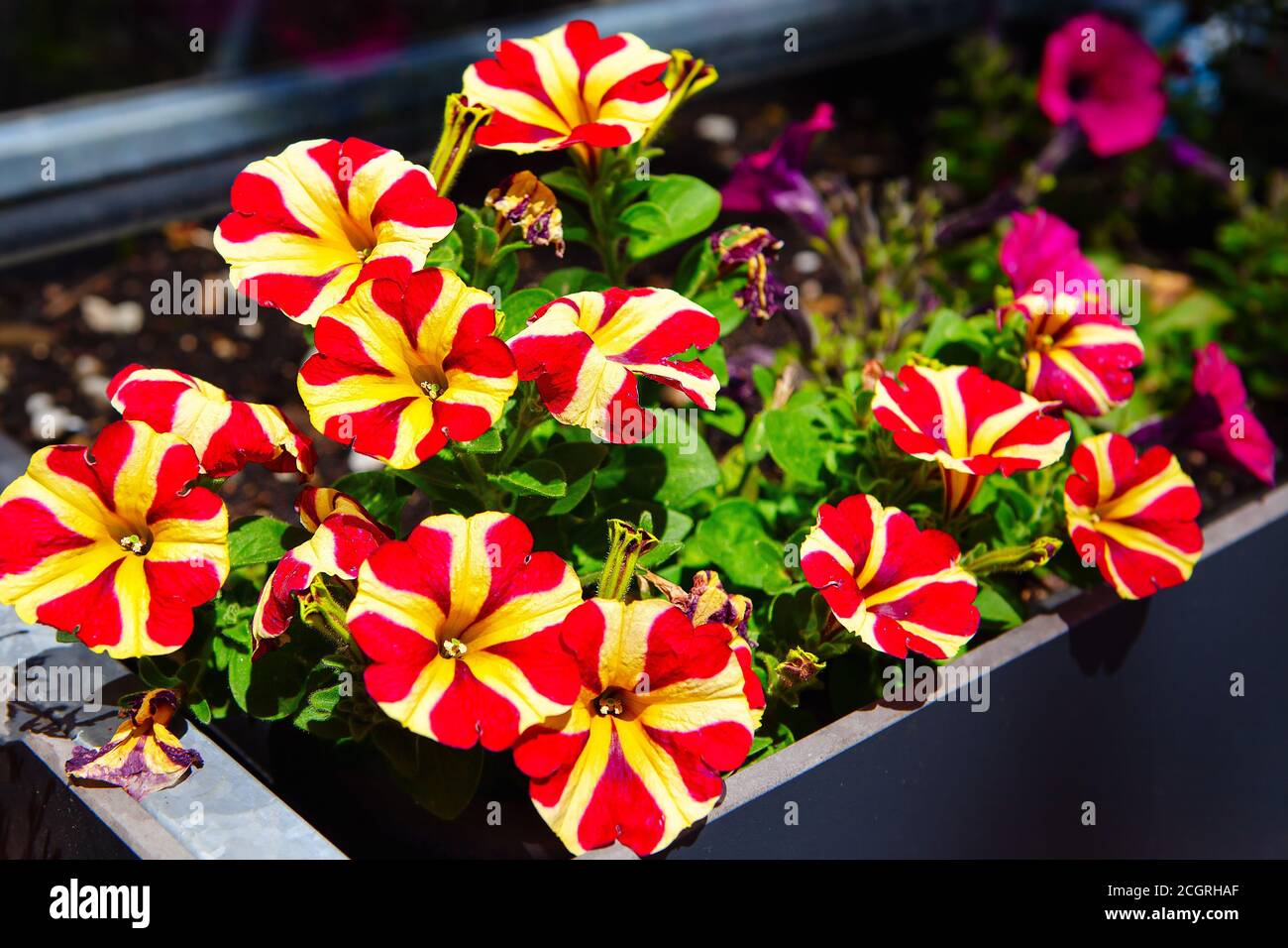 Pétunia fleurit dans le parc de la ville Banque D'Images