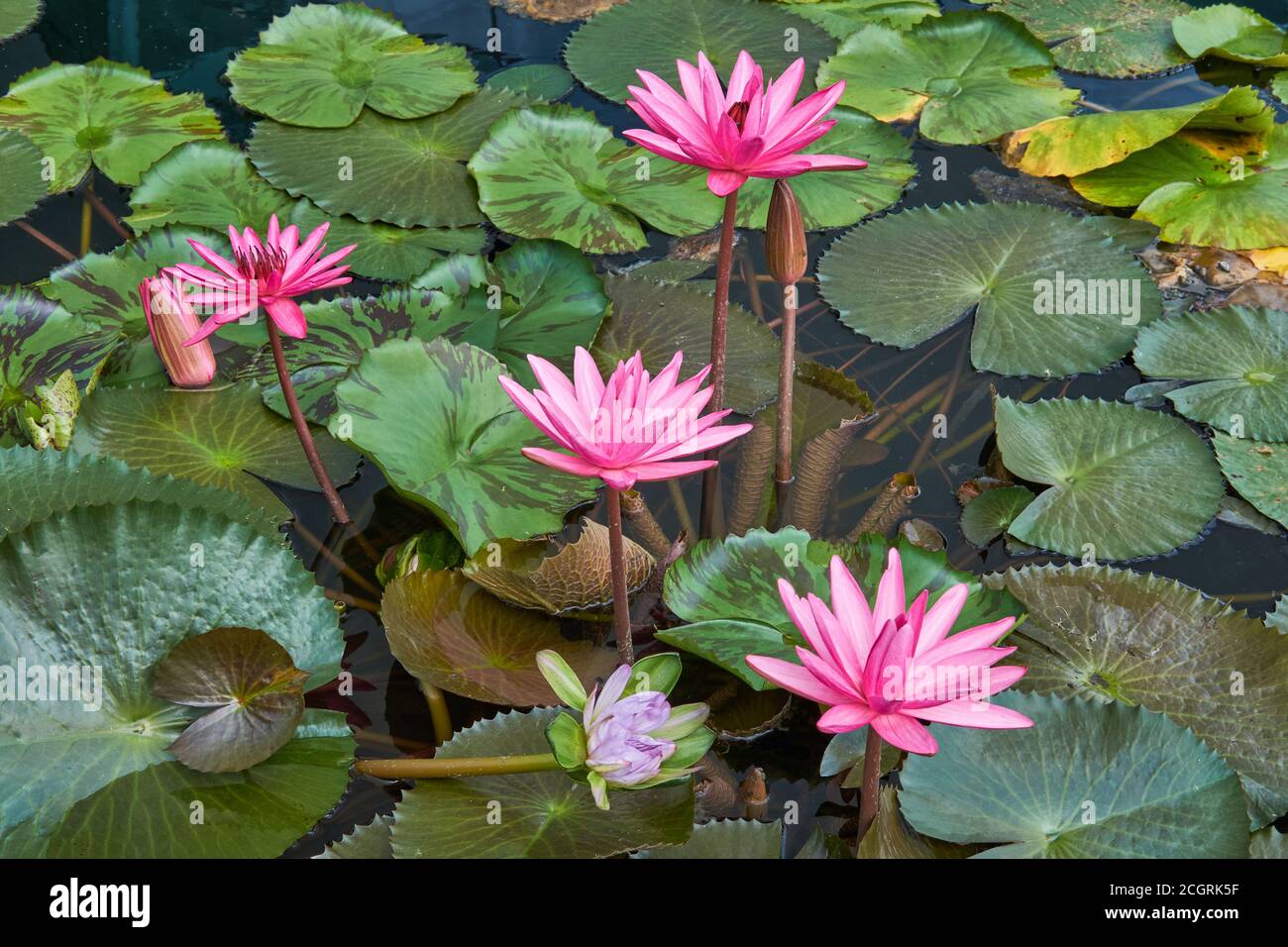 Un étang de lotus avec des fleurs de lotus roses devant Musée ArtSciene à Marina Bay à Singapour Banque D'Images