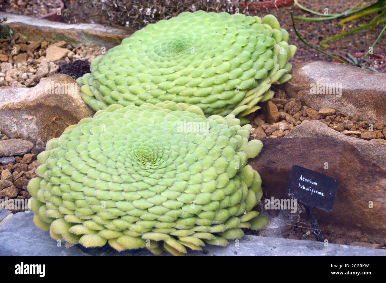 Aeonium tabuliforme (plante à tête plate d'Aeonium/soucoupe) succulent cultivé dans la maison alpine à RHS Garden Harlow Carr, Harrogate, Yorkshire, Angleterre. Banque D'Images