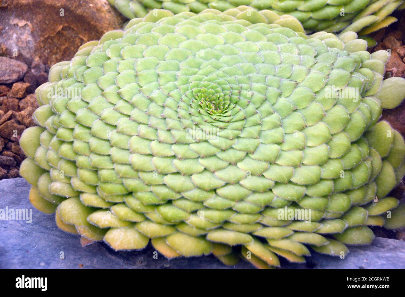 Aeonium tabuliforme (plante à tête plate d'Aeonium/soucoupe) succulent cultivé dans la maison alpine à RHS Garden Harlow Carr, Harrogate, Yorkshire, Angleterre. Banque D'Images