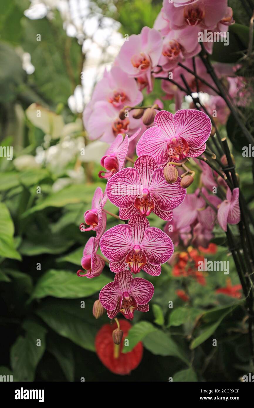 Belle tige d'orchidées roses aux couleurs vives (phalaenopsis) Banque D'Images