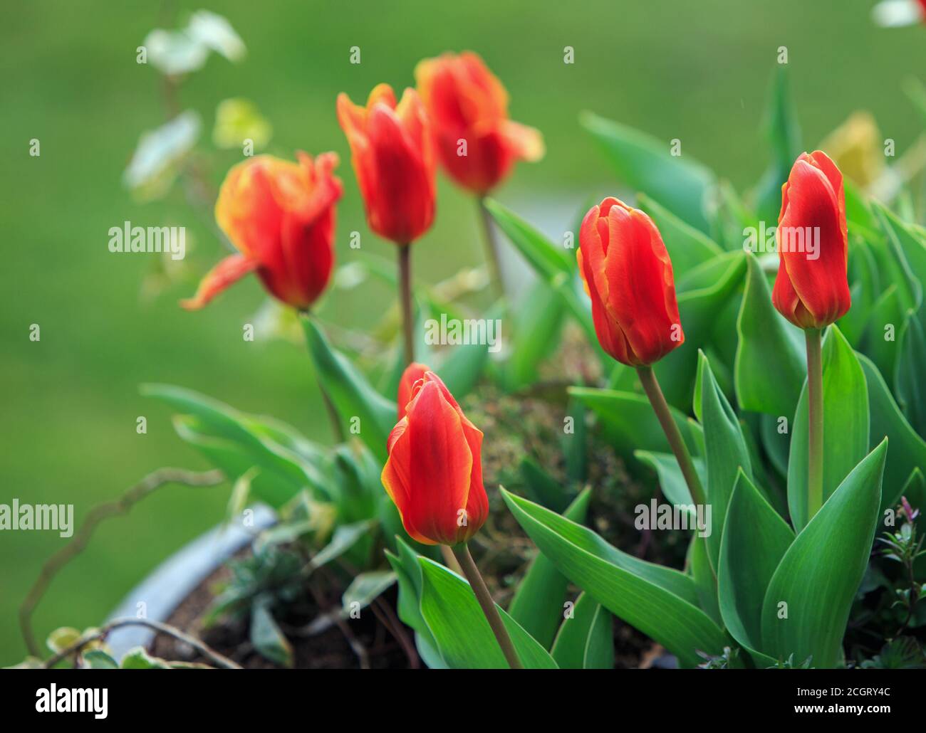 Bol de tulipes ailées rouge vif et orange contre un fond vert naturel Banque D'Images