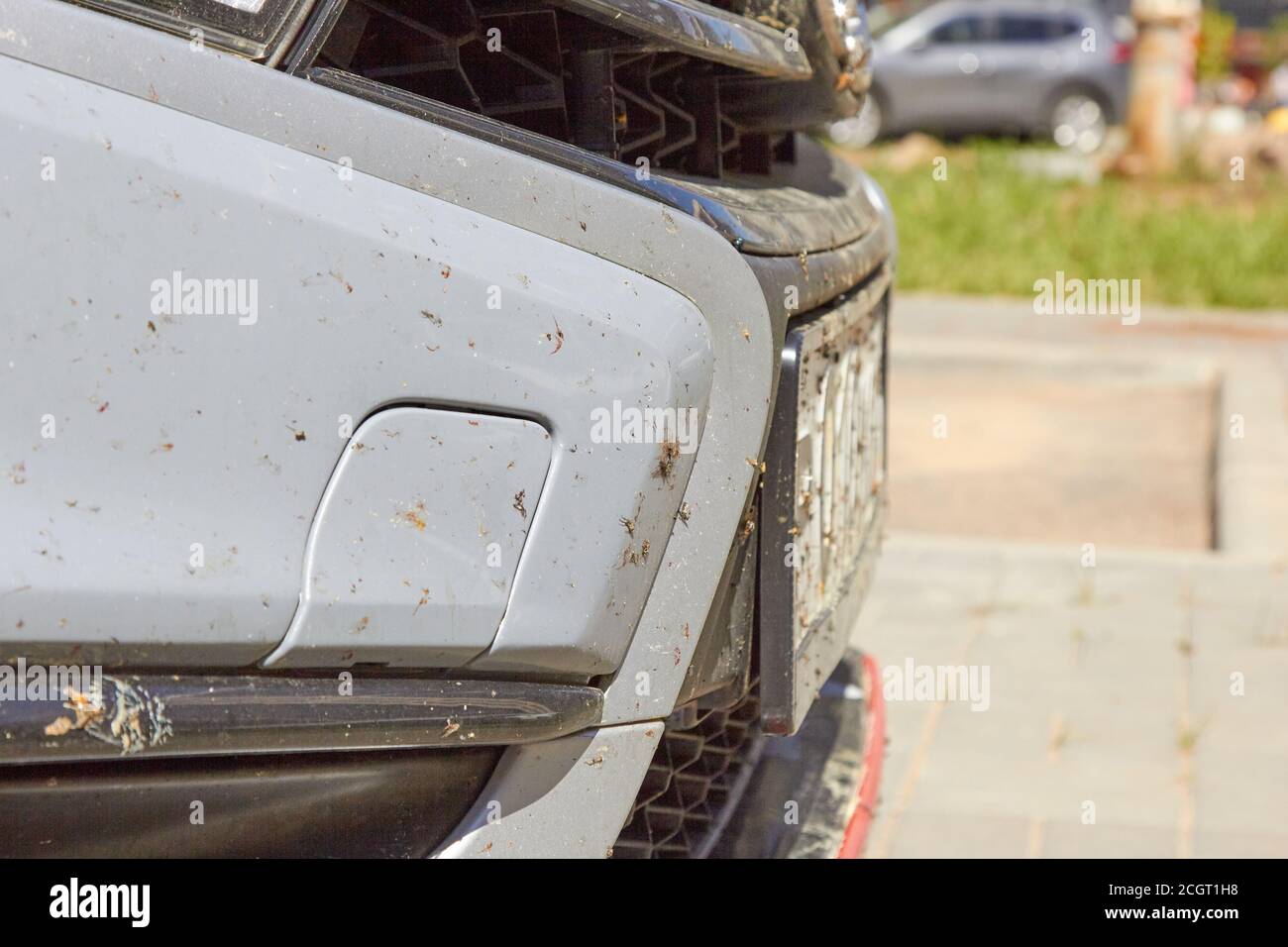 insectes sur la voiture sur la peinture du bouclier. Banque D'Images