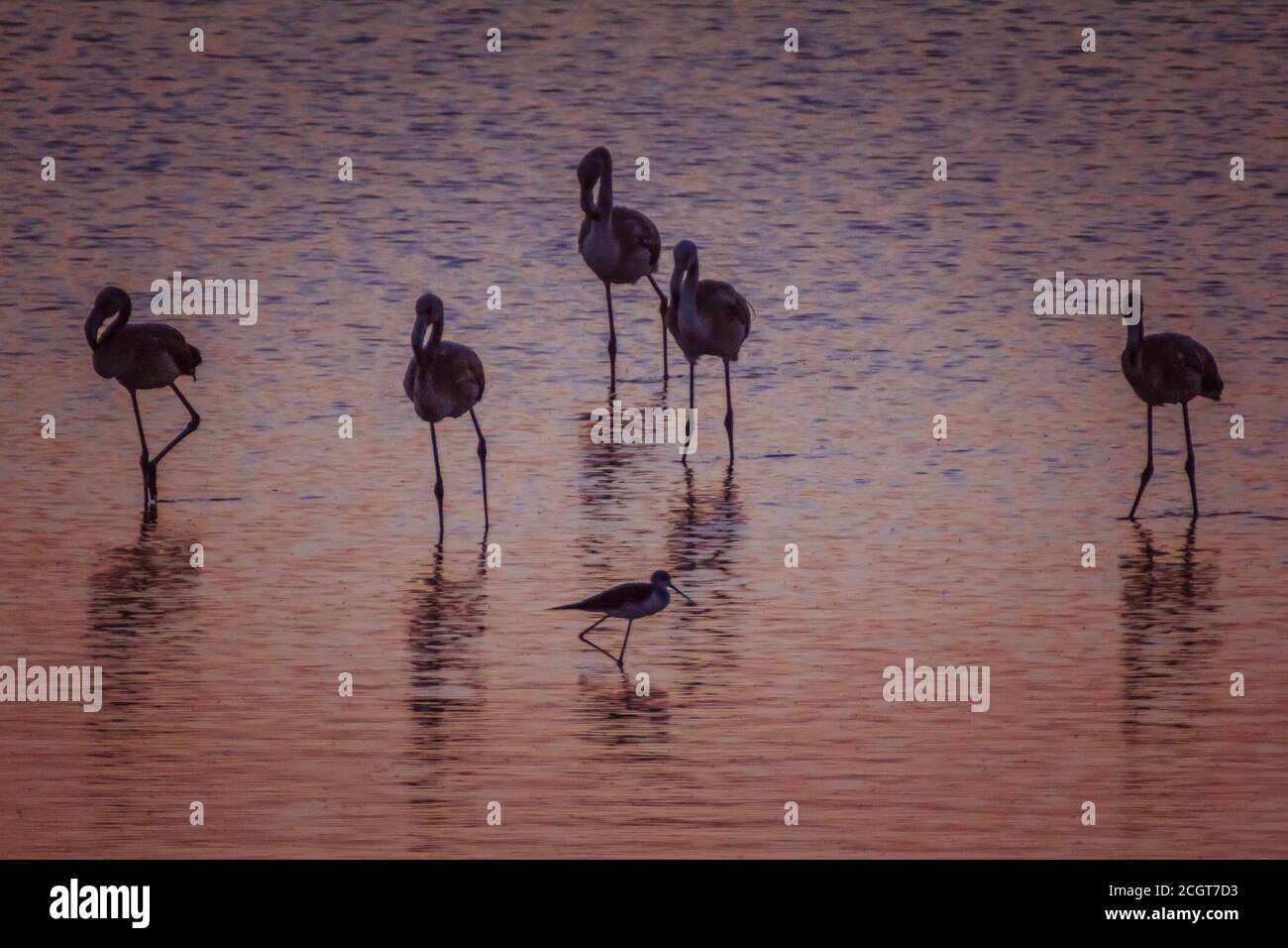 Flamant coloré dans la lumière du coucher du soleil Banque D'Images