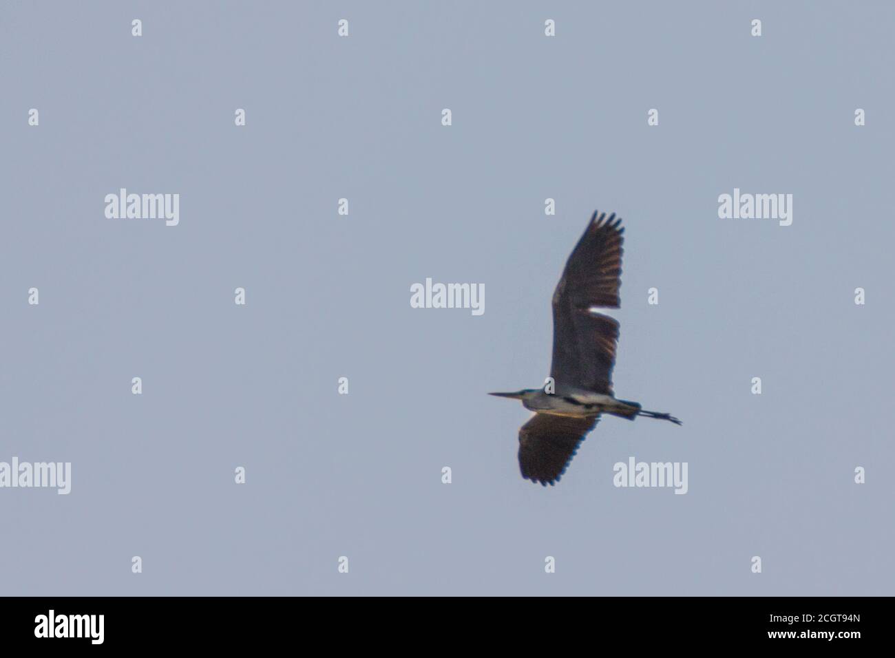 Observation des oiseaux dans le ciel d'Apulia Banque D'Images