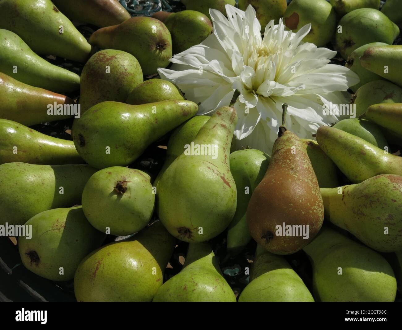 Une monticule de poires vertes disposées autour d'une fleur de dahlia blanche pour créer une image artistique de récolte d'un jardin anglais. Banque D'Images