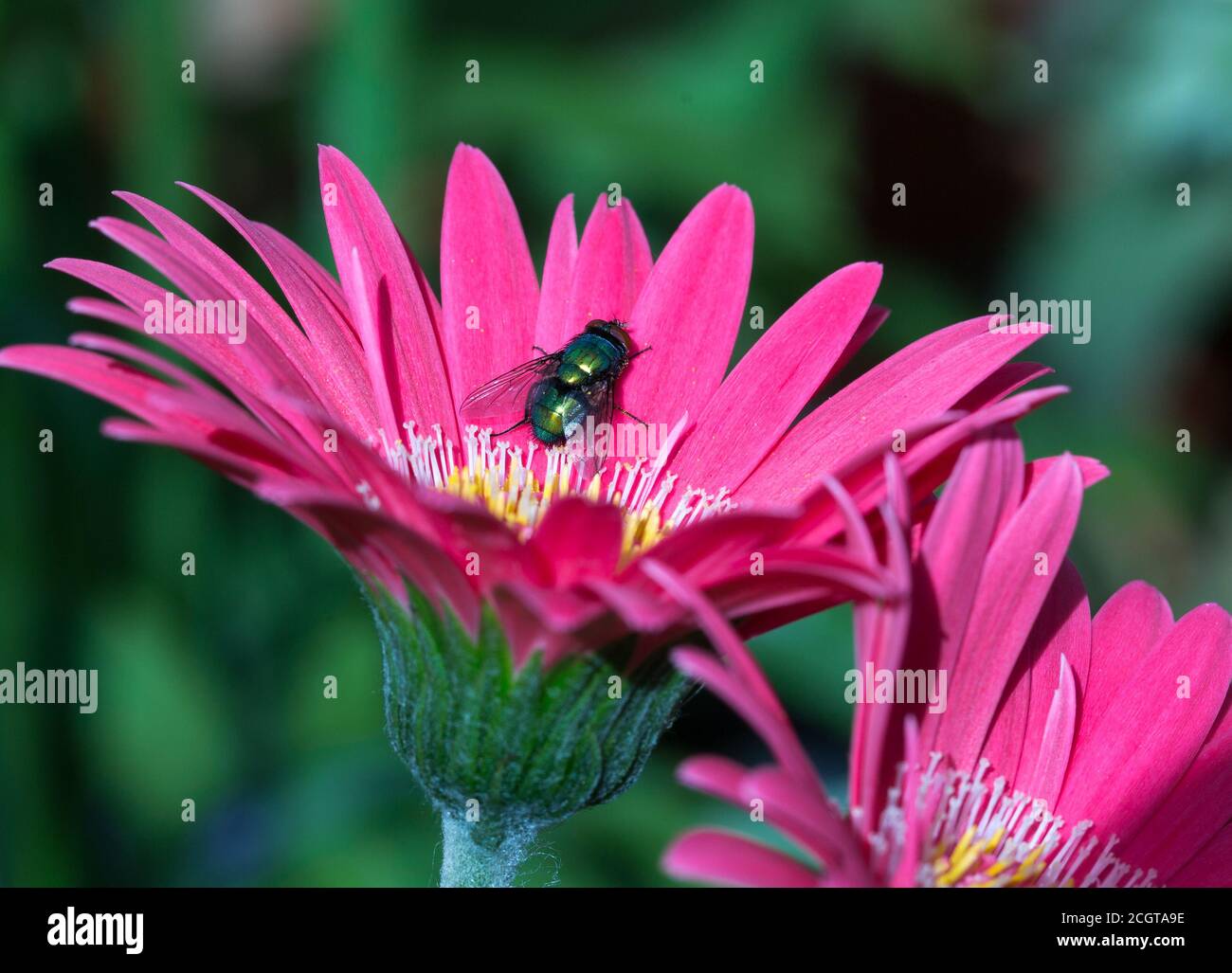 Mouche commune de couleur verte (Calliphora vomitoria) reposant sur un Gerbera Petal rose coloré, sur un fond vert naturel. Banque D'Images