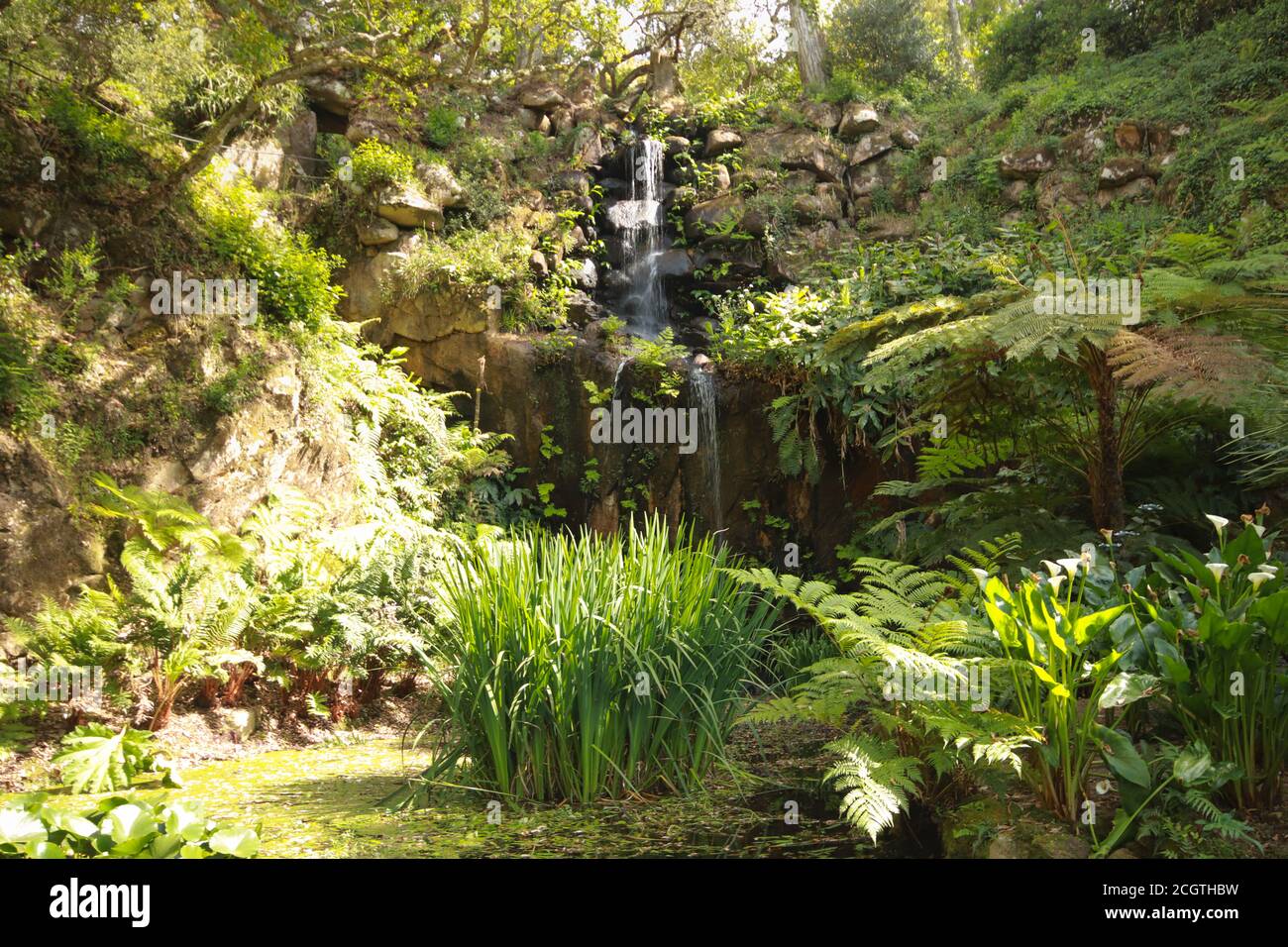 Cascade dans une forêt entourée de végétation Banque D'Images