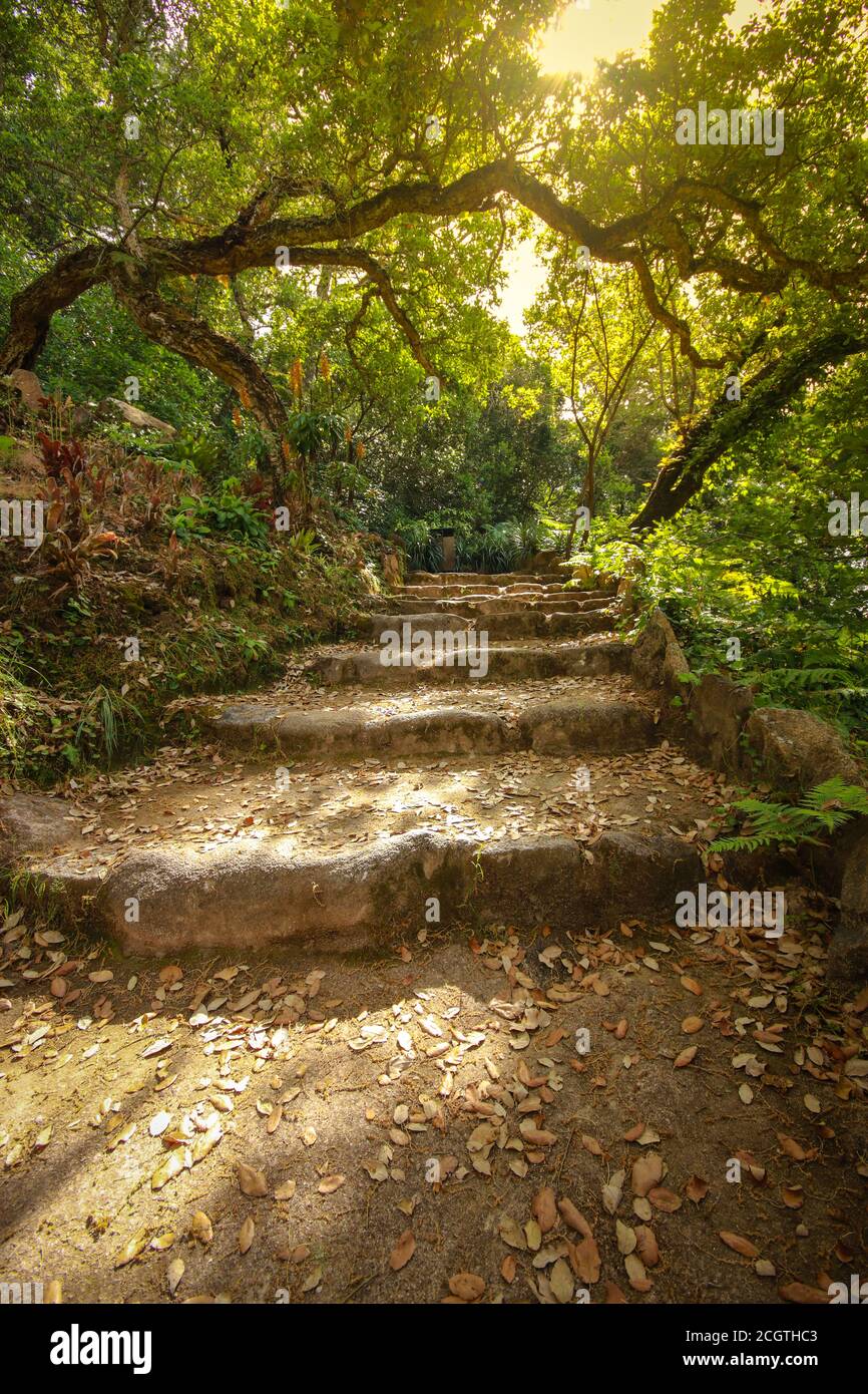 vieux escalier en pierre entouré de végétation dans une forêt. Des fleurs magiques Banque D'Images