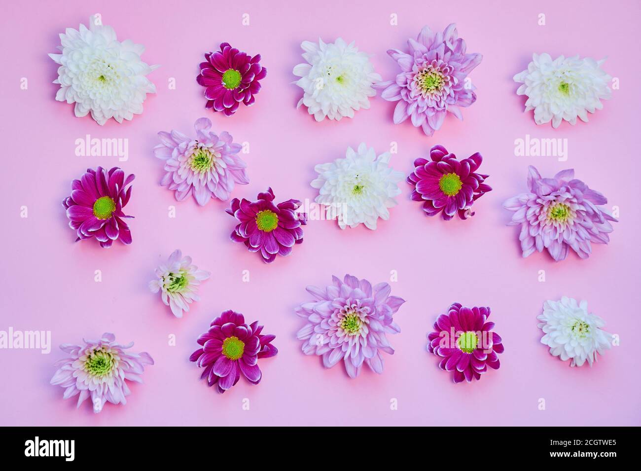 fleurs de chrysanthème rose, violet et blanc sur fond rose Banque D'Images