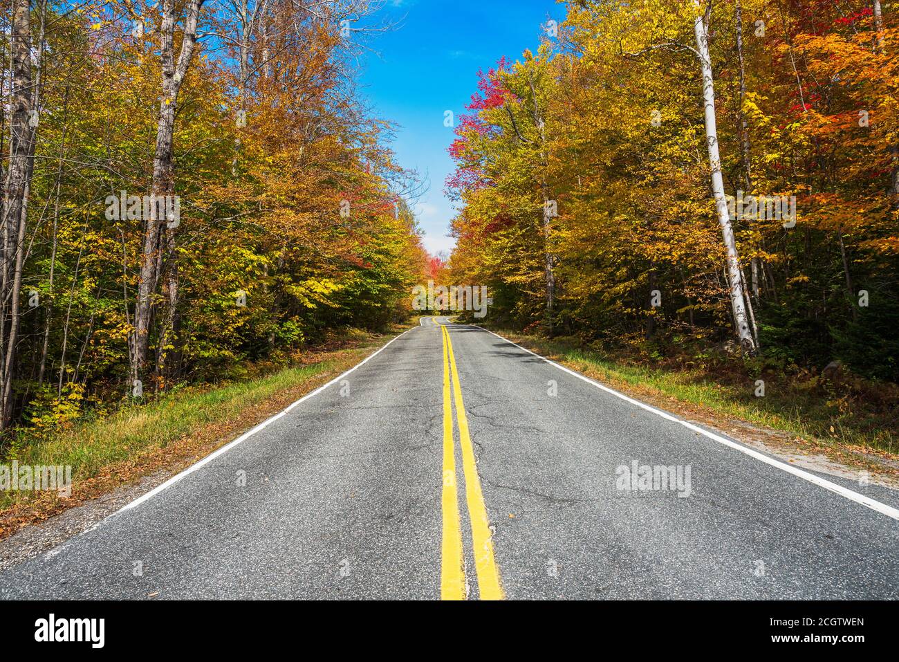 Une partie déserte de route à travers une forêt à feuilles caduques au sommet des couleurs de l'automne par une journée ensoleillée. Groton State Forest, VT, États-Unis. Banque D'Images