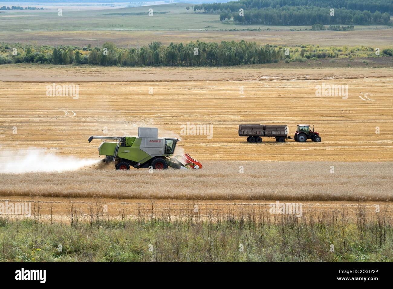 La moissonneuse-batteuse et le tracteur-remorque se déplace sur le champ pendant la récolte. Banque D'Images
