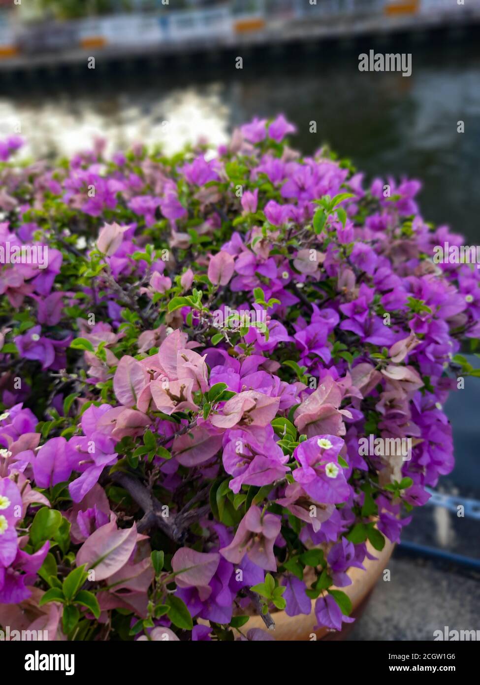 L'hibiscus violet fleurit le matin près de la rivière Malacca à Malacca (Melaka), en Malaisie, en Asie du Sud-est Banque D'Images