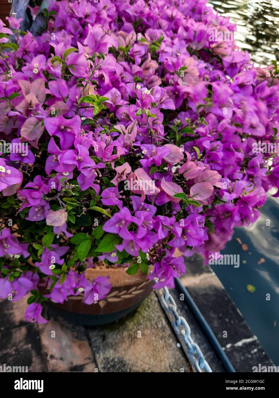 L'hibiscus violet fleurit le matin près de la rivière Malacca à Malacca (Melaka), en Malaisie, en Asie du Sud-est Banque D'Images