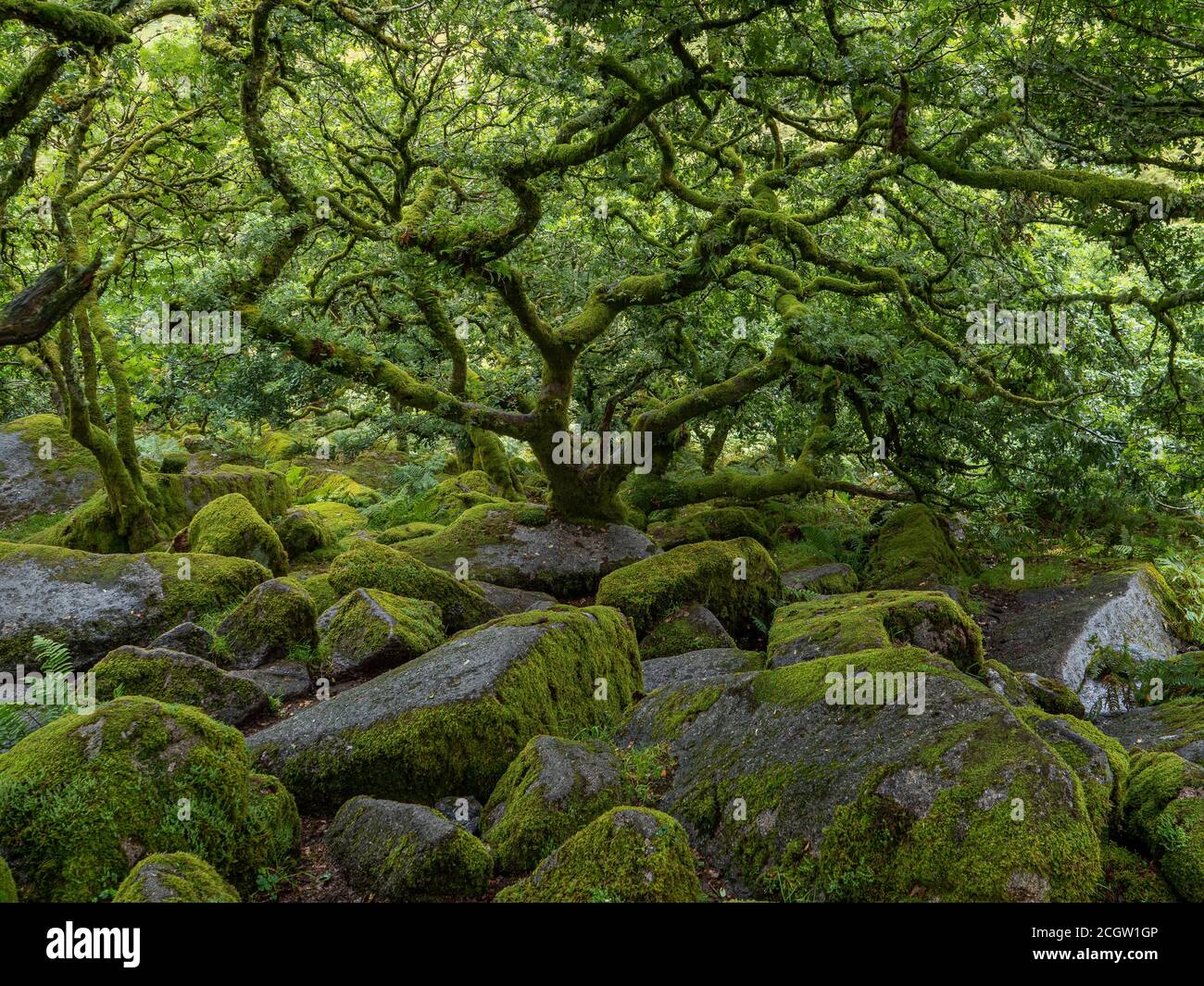 Arbres de chêne nain tordus et mouillés qui poussent parmi les rochers dans un bois de mousse Banque D'Images