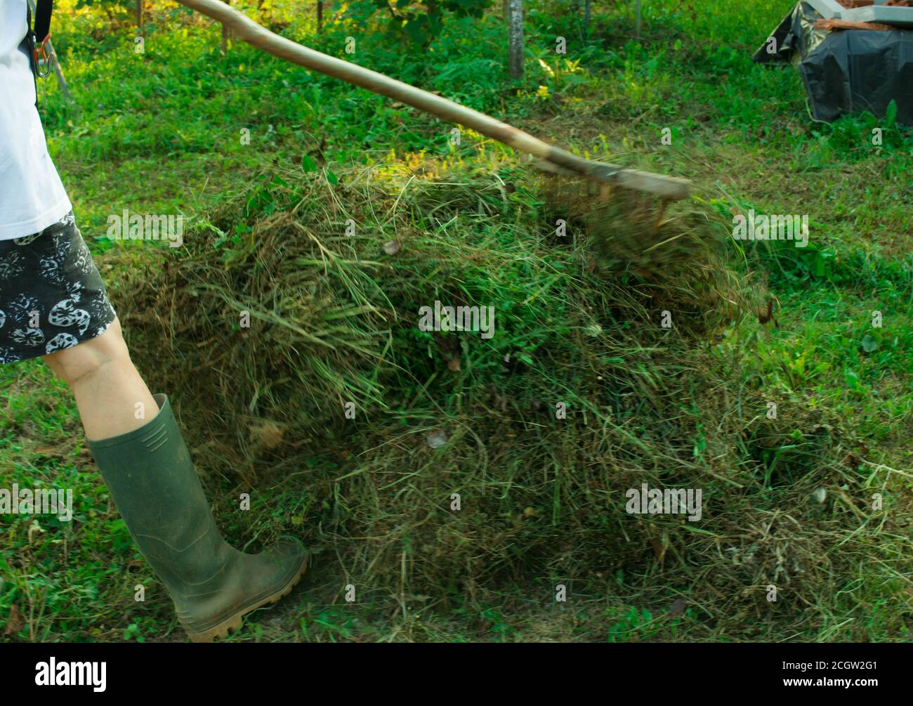 Récolte de l'herbe, coupe du gras, pelouse, récolte des coupures Banque D'Images
