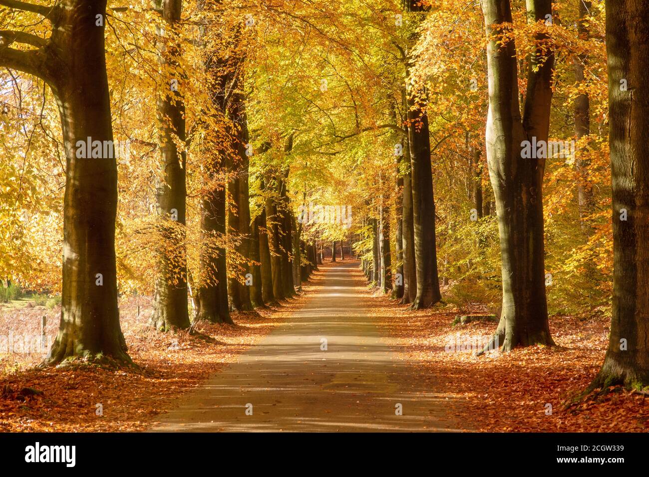 Soleil qui brille à travers les arbres dans une forêt avec des feuilles tombées sur un chemin au cours de l'automne. Banque D'Images