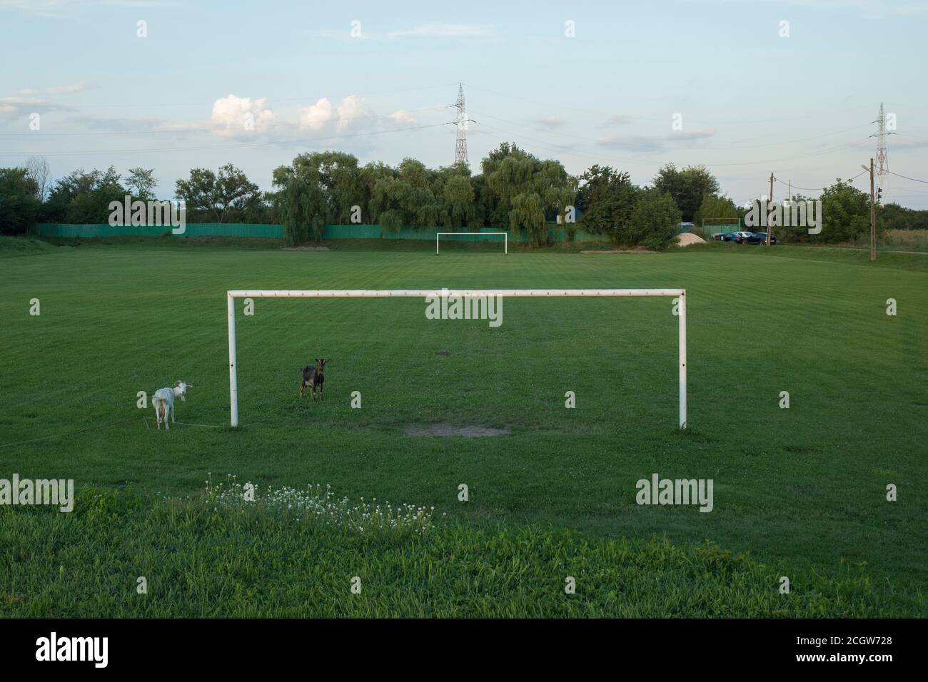 Chèvres paître sur terrain vide terrain de football près d'un poteau de but vide, regardant la caméra Banque D'Images