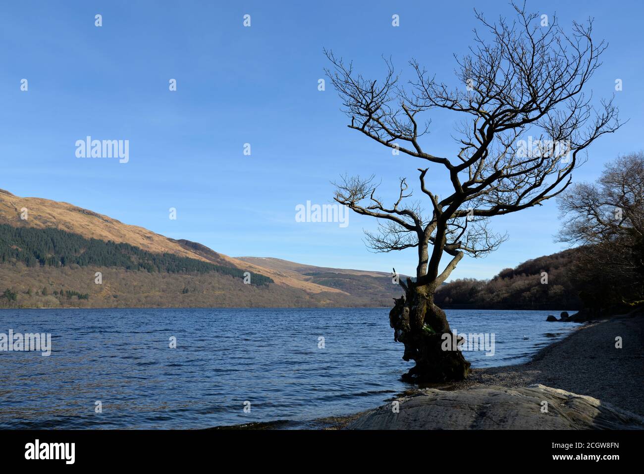 Le Loch Lomond, Ecosse Banque D'Images