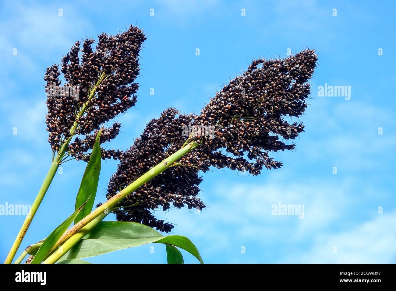Millet noir Sorghum nigurum Banque D'Images