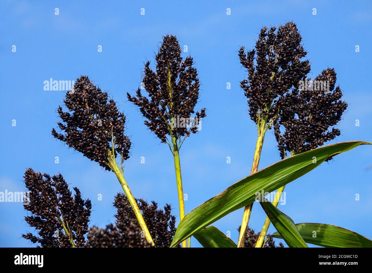 Millet noir Sorghum nigurum Banque D'Images