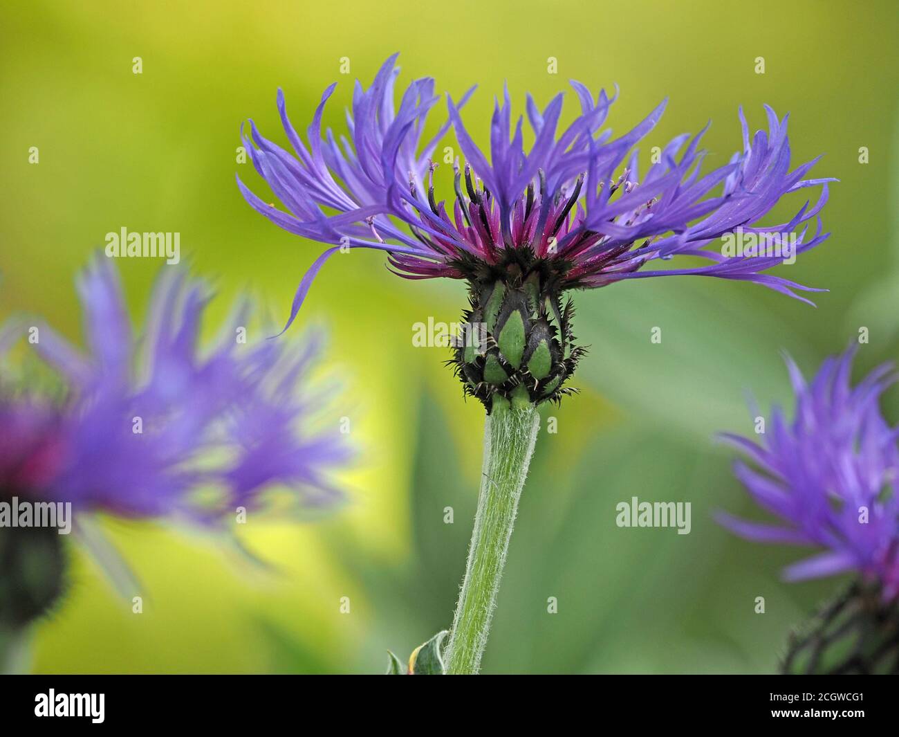 Image détaillée de la fleur de maïs vivace (Centaurea montana) avec une fleur violet vif et un fond vert harmonisant à Cumbria, Angleterre Royaume-Uni Banque D'Images