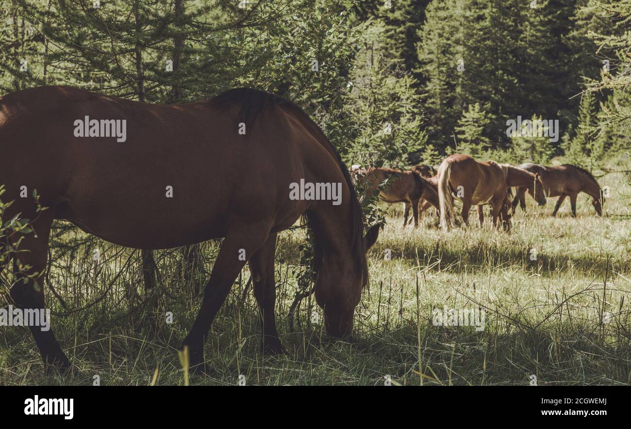 Thème de pâturage de cheval. Le pâturage en rotation implique le déplacement de chevaux entre les pâturages pendant la saison des brousses. Agriculture et agriculture thème. Banque D'Images