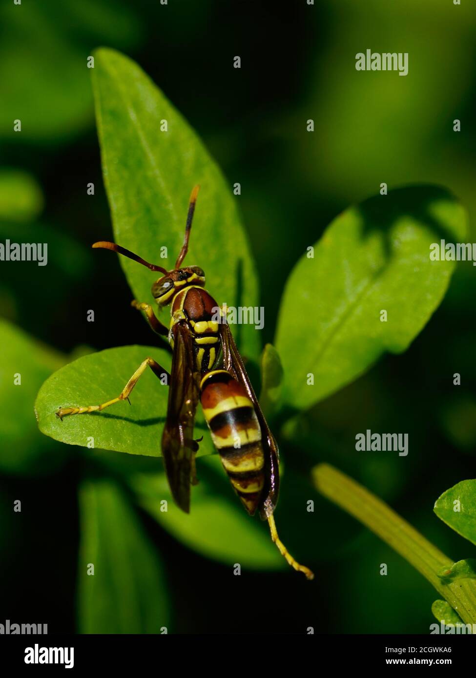 Guêpe sur une feuille verte dans la nature insecte Banque D'Images