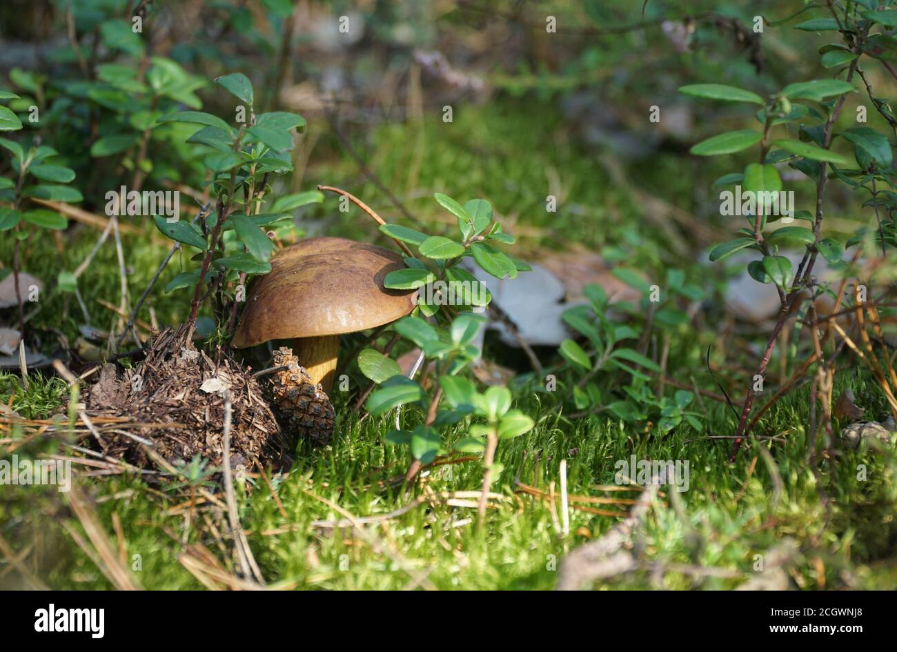 Champignons sauvages (bolete de baie) croissant dans la forêt naturelle en automne parmi la mousse verte et la lingonberry par jour ensoleillé. Gros plan. Mise au point sélective. Banque D'Images