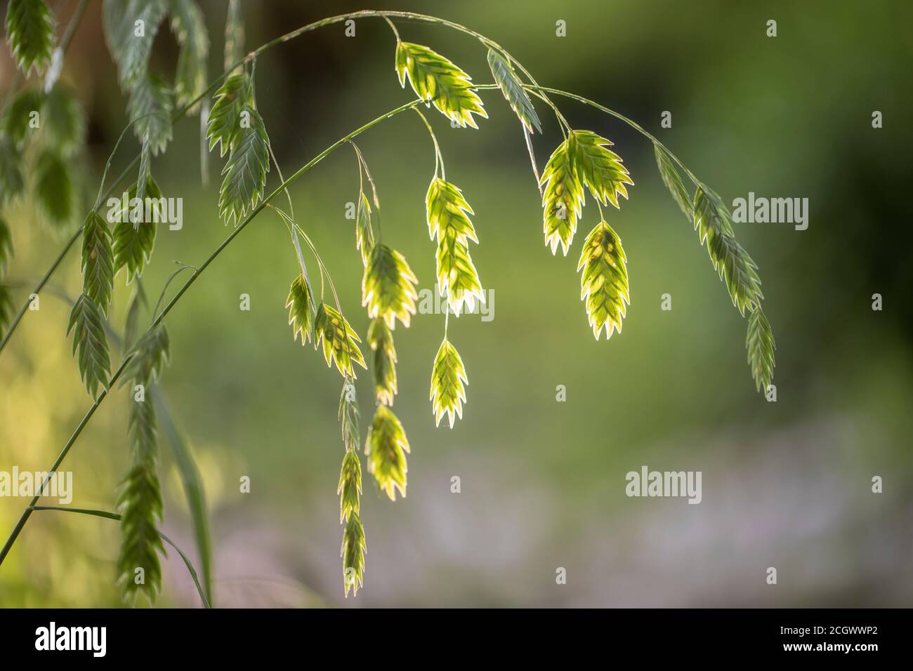 Têtes de semence à Ouats de rivière ou à avoine de mer du Nord (Chasmanthium latifolium) rétroéclairées - Asheville, Caroline du Nord, États-Unis Banque D'Images