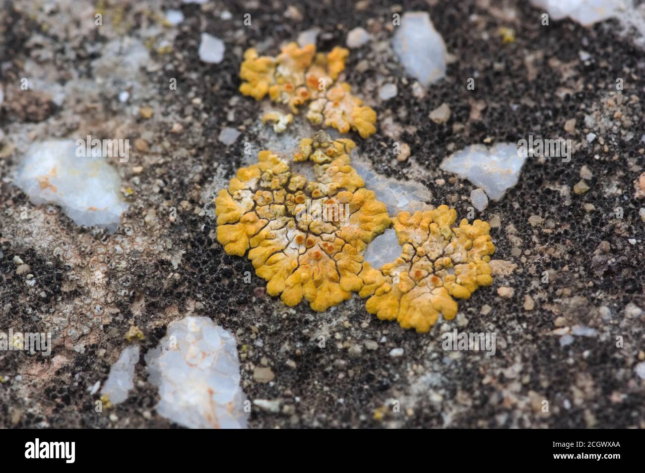 Gros plan d'un lichen jaune généré par les intempéries sur la surface de une pierre au fil du temps Banque D'Images