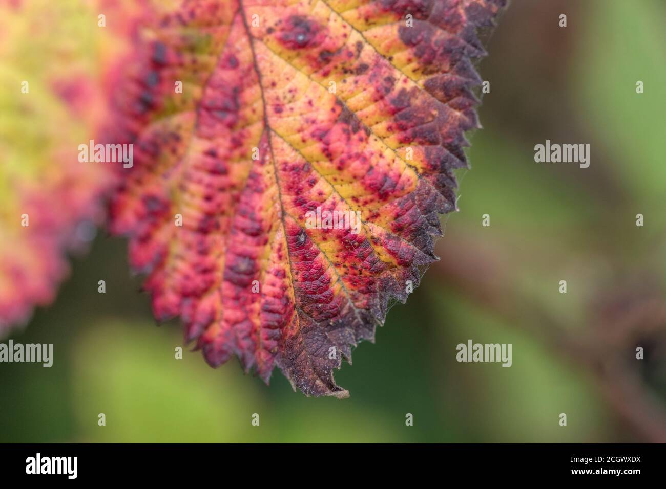 Gros plan d'une feuille de Bramble de couleur vive avec ce qui est probablement la rouille violette causée par le champignon Phragmidium violaceum. Maladie des plantes. Banque D'Images