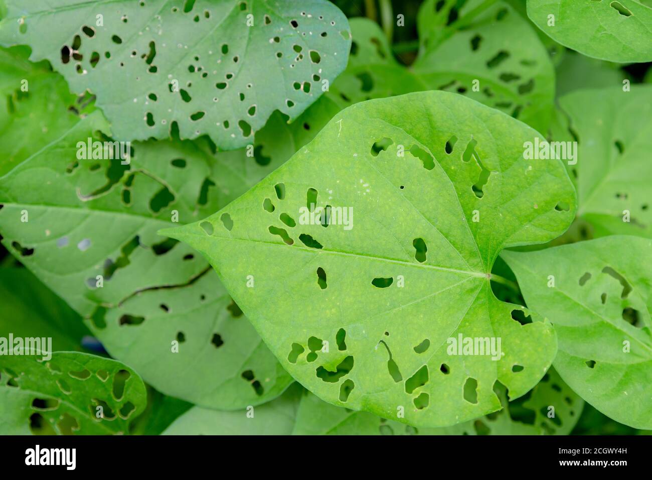 Feuilles vertes avec trous mangés dans elles par des insectes. De nombreux petits trous. Vue de directement au-dessus. Banque D'Images