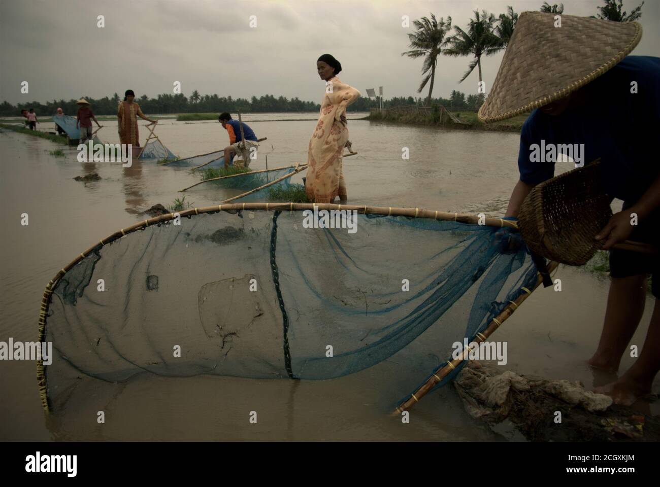 Une femme paysanne manipulant le pushnet comme elle et les autres fermiers pêchent sur un champ de riz inondé pendant la saison des pluies à Karawang regency, province de Java Ouest, Indonésie. Banque D'Images