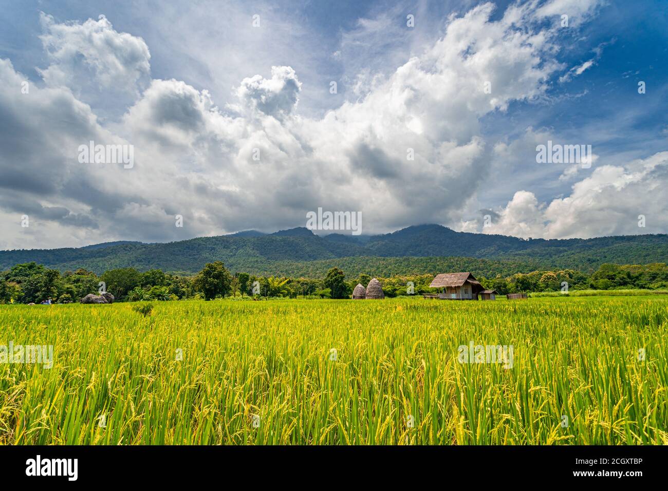 Belle vue sur le champ de riz vert jaune contre les chaînes de montagnes et des nuages spectaculaires dans le ciel bleu Banque D'Images