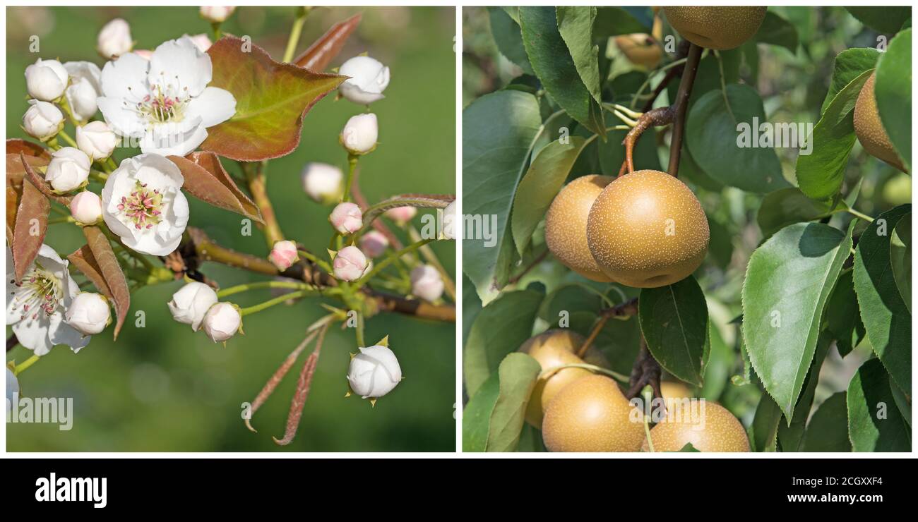 Poire Nashi, fleurs et fruits dans un collage Banque D'Images