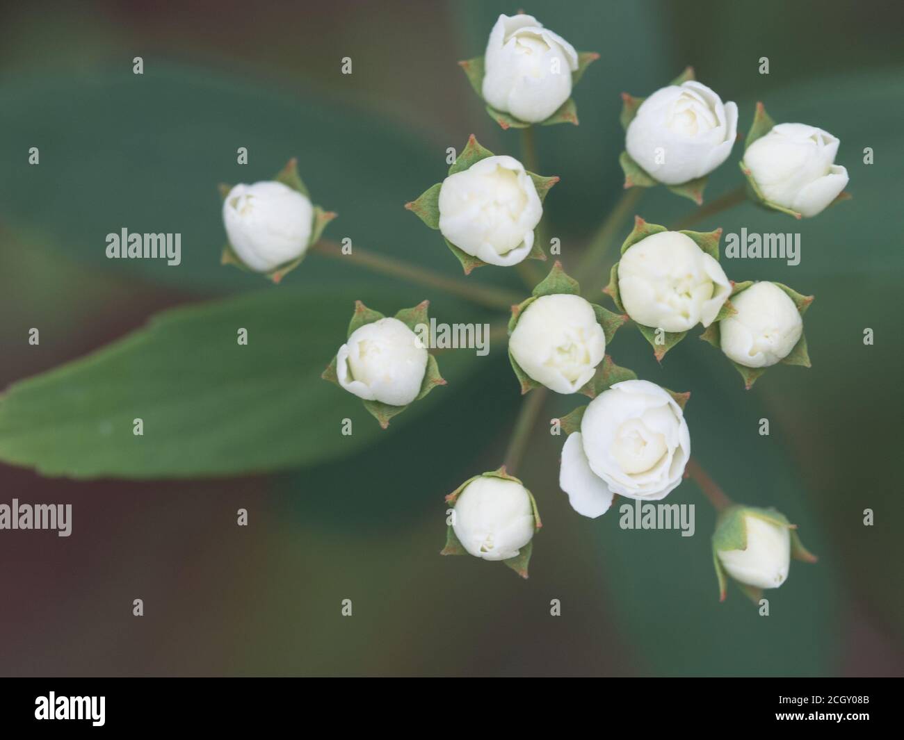 Un groupe de petites fleurs blanches du Bush de mai, Spiraea, en pleine floraison Banque D'Images