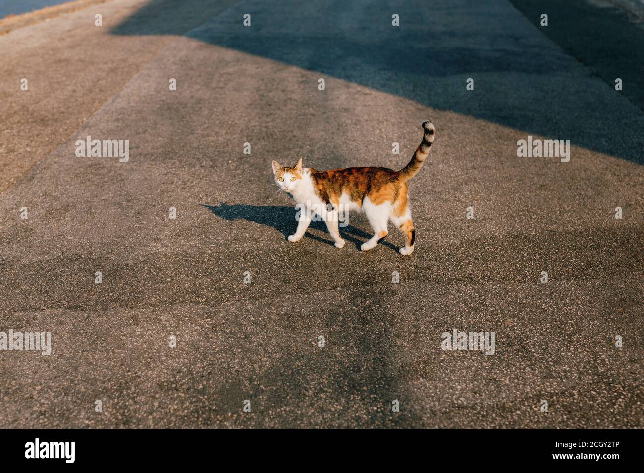 Un chat tricolore marche le long de l'asphalte gris par une journée ensoleillée. Banque D'Images