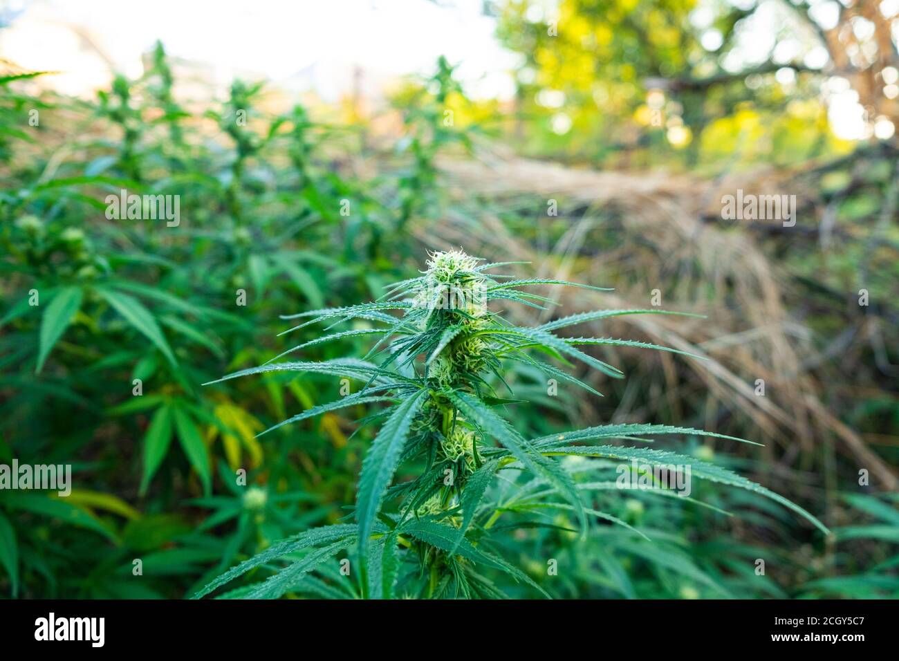 bourgeon de marijuana en fleurs, plante de cannabis en gros plan. Banque D'Images