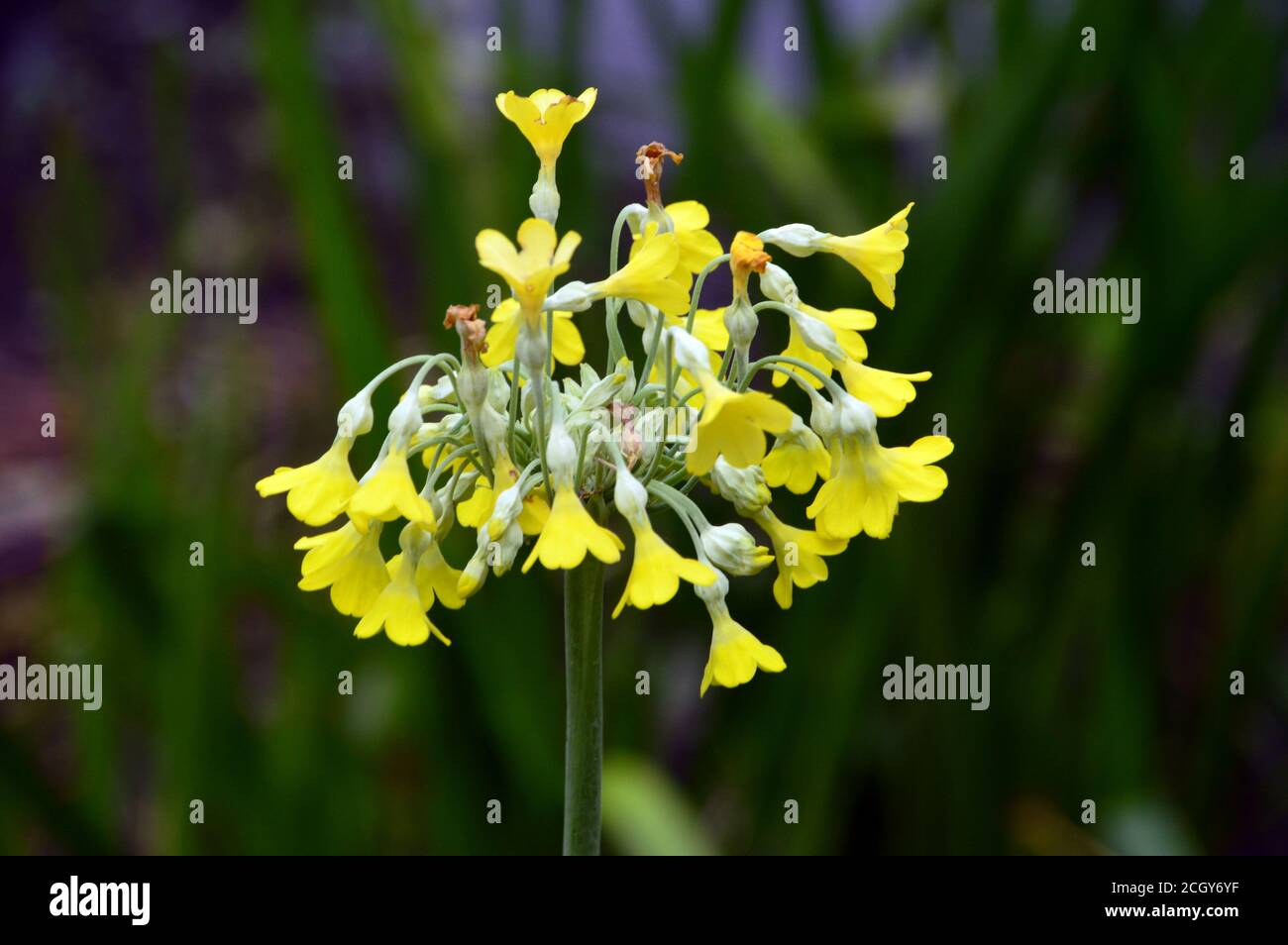 Primula jaune pâle 'Florindae' (vilain tibétain) fleurs cultivées à la frontière de RHS Garden Harlow Carr, Harrogate, Yorkshire, Angleterre, Royaume-Uni. Banque D'Images