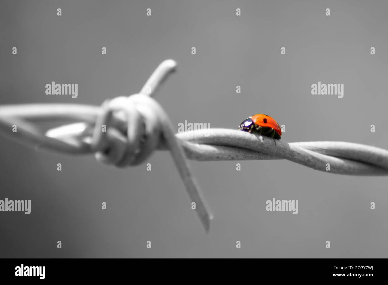 Coccinelle noire et blanche Banque de photographies et d’images à haute — free download