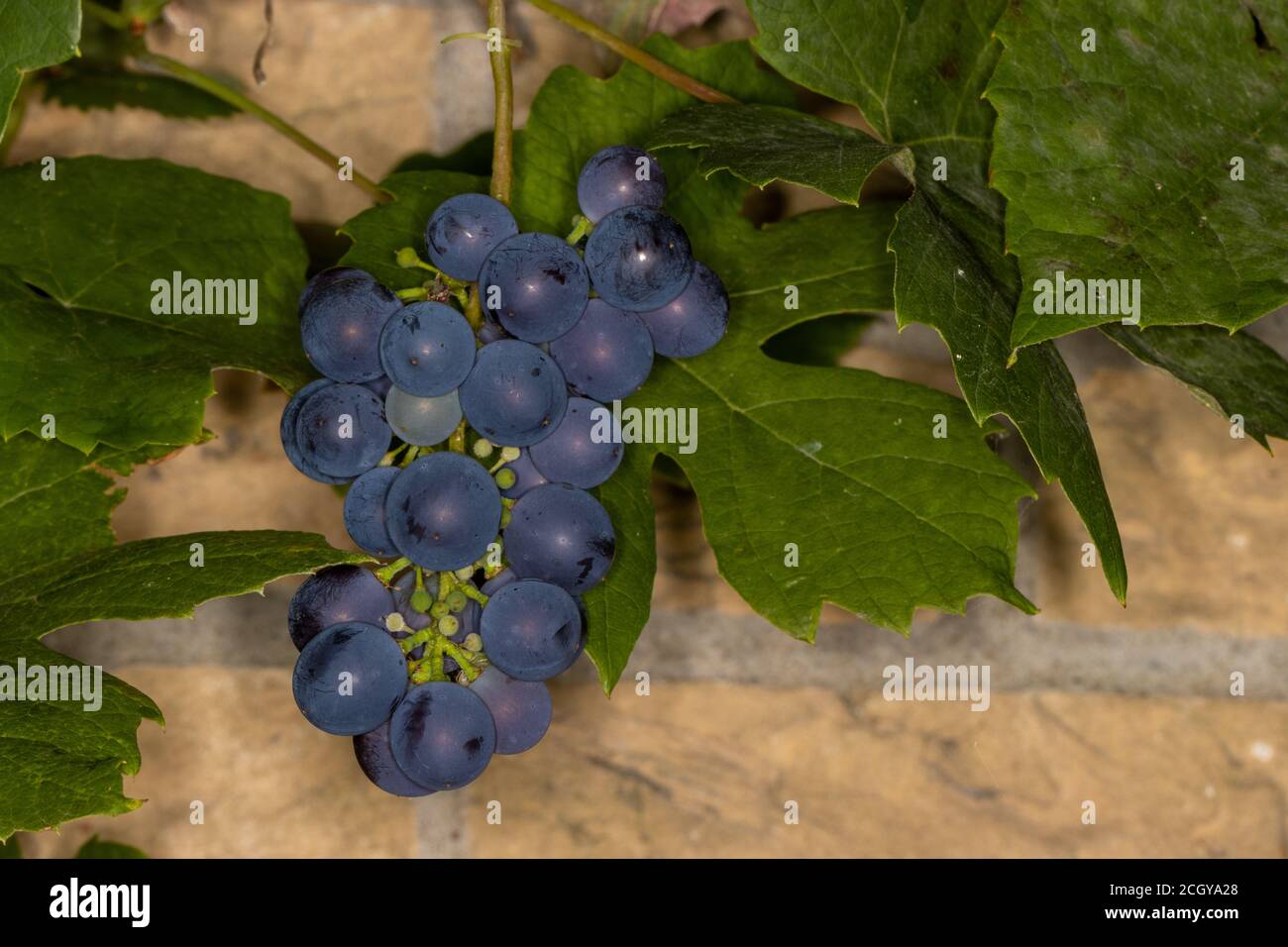 Raisin bleu sauvage mûr sur la vigne avec du vert cadre naturel Banque D'Images