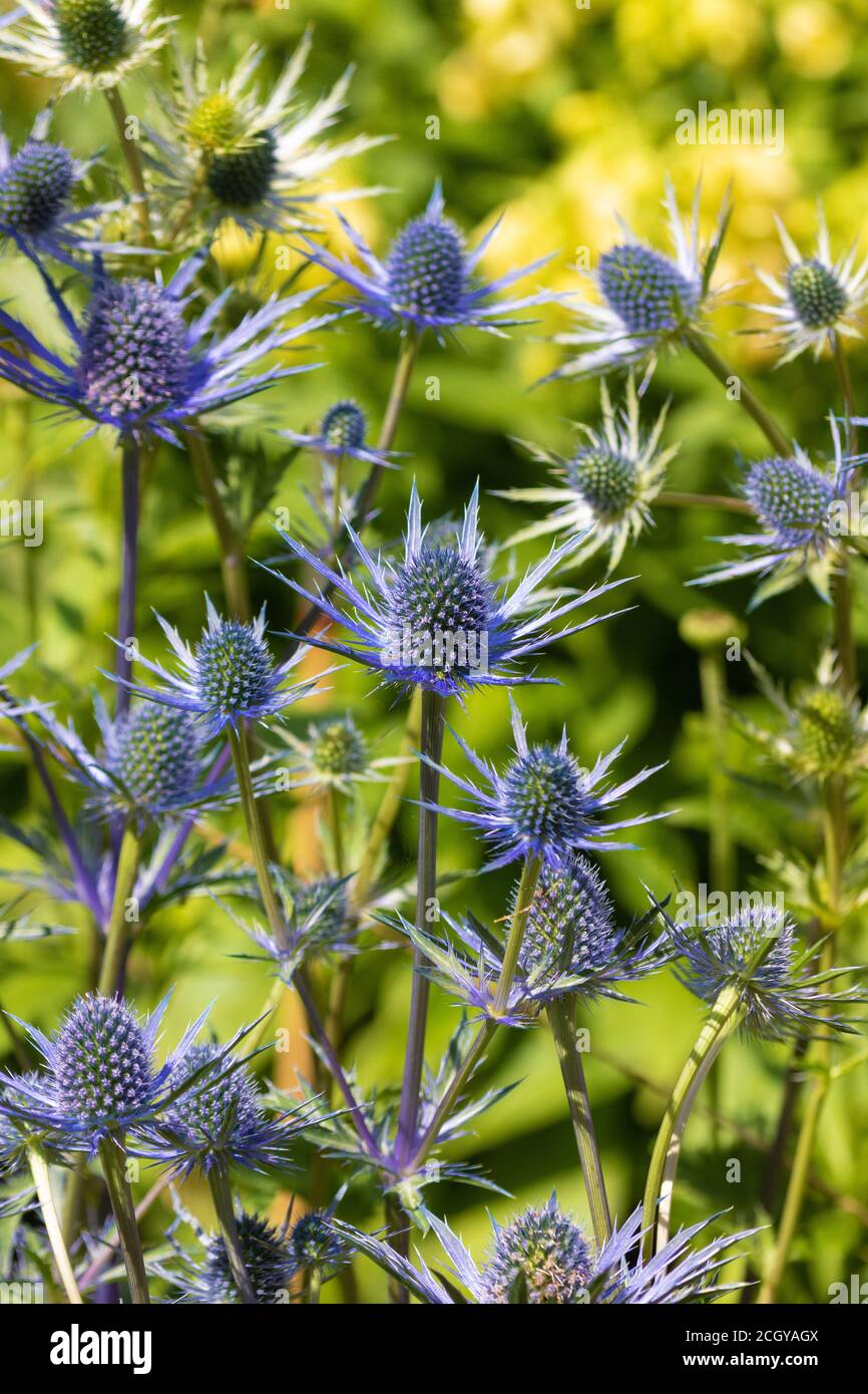 Gros plan sur l'Eryngium des fleurs de l'Holly Banque D'Images