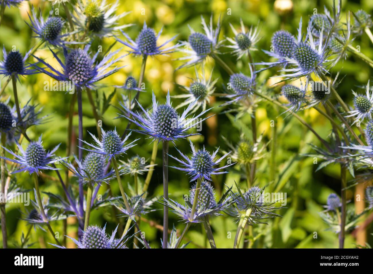 Gros plan sur l'Eryngium des fleurs de l'Holly Banque D'Images