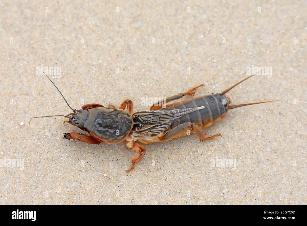 Le cricket européen sur le sable Banque D'Images